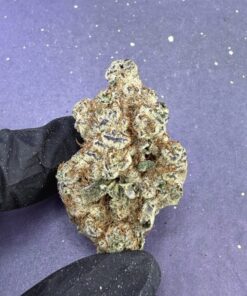 B59 Garlicane