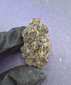 B84 Dolce Gelato